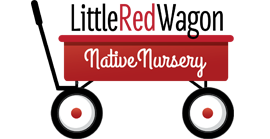 Little Red Wagon Native Nursery